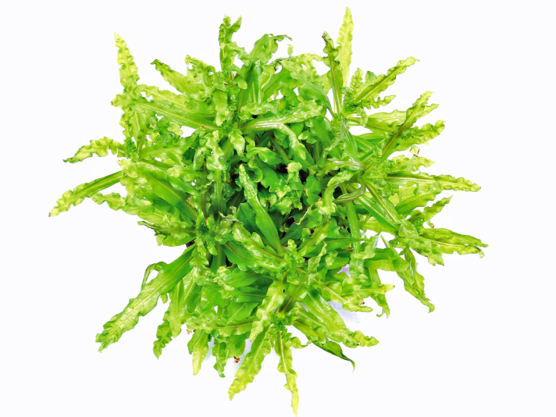 Preview: Kleiner Wasserstern - Pogostemon helferi